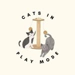 Cats In Play Mode's profile picture