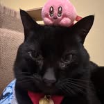 黒猫すもも's profile picture