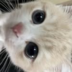 айкоша's profile picture