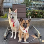 捷克狼犬Luna台灣犬baby's profile picture