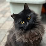 根越地域ねこの会🐈‍⬛活動日記's profile picture