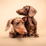 Maria Vittoria Rubini | Pet photography Milano's profile picture